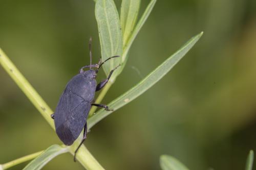 Aellopus atratus